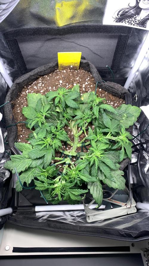 Canna-Cheese 1:1 microgrow. Week 4 - day 27