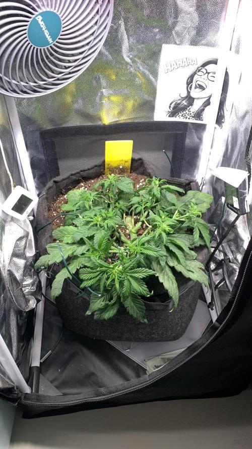 Canna-Cheese 1:1 microgrow. Week 4