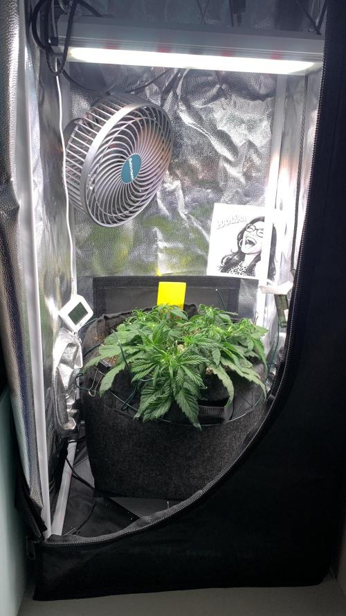 Canna-Cheese 1:1 microgrow. Week 4