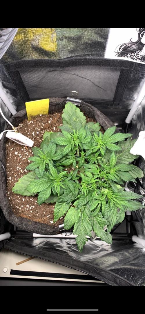Canna-Cheese 1:1 microgrow. Week 4 - day 26