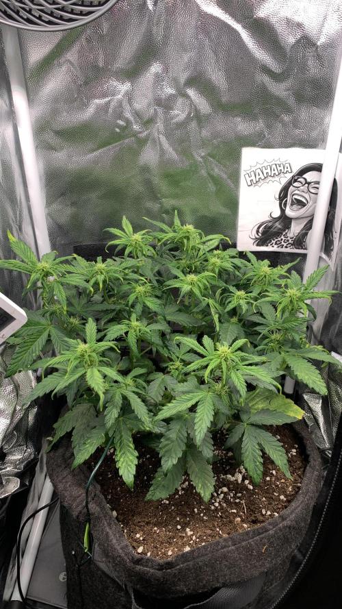 02 | CANNA-CHEESE 1:1 (54W). Week 5 - day 35