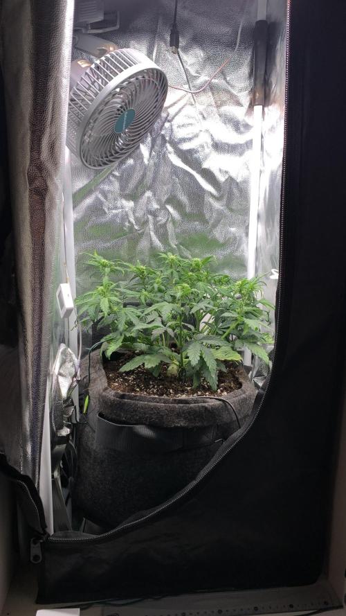 02 | CANNA-CHEESE 1:1 (54W). Week 5
