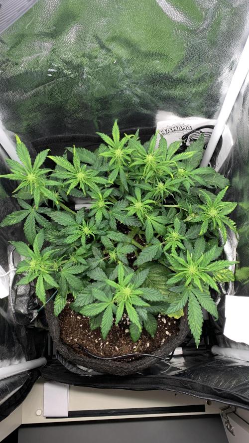 02 | CANNA-CHEESE 1:1 (54W). Week 5