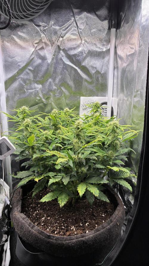 02 | CANNA-CHEESE 1:1 (54W). Week 6