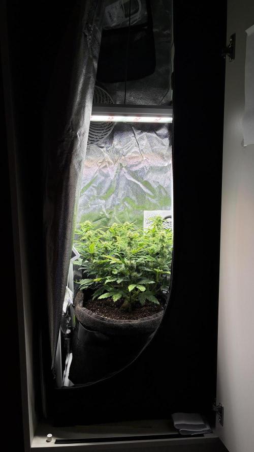 02 | CANNA-CHEESE 1:1 (54W). Week 6