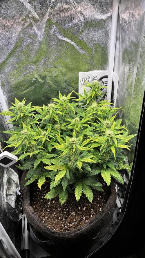 02 | CANNA-CHEESE 1:1 (54W). Week 6