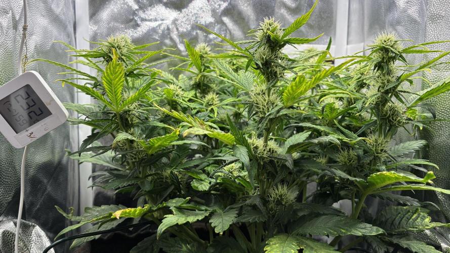 02 | CANNA-CHEESE 1:1 (54W). Week 6
