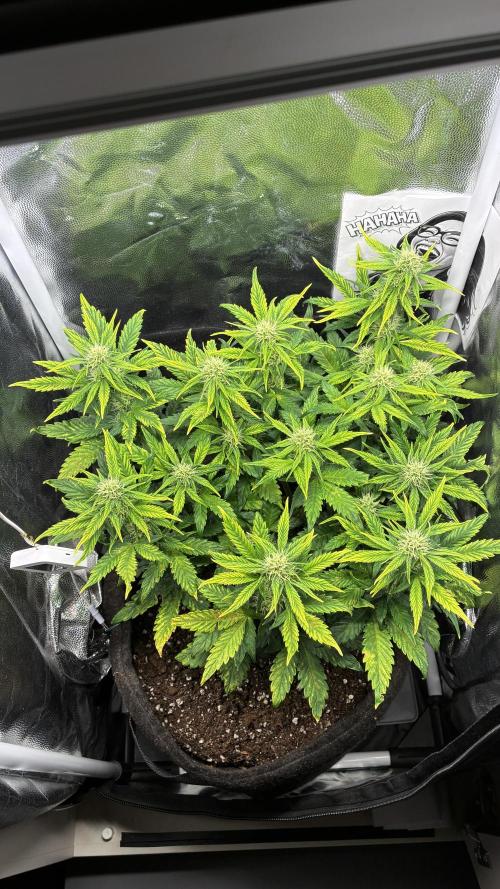 02 | CANNA-CHEESE 1:1 (54W). Week 6