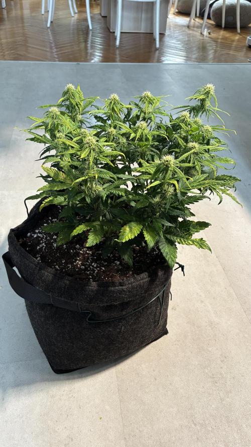 02 | CANNA-CHEESE 1:1 (54W). Week 6
