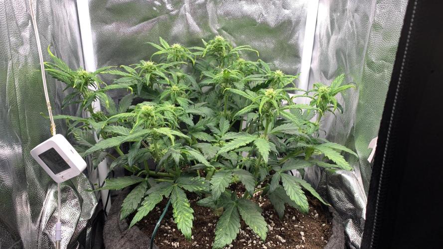 02 | CANNA-CHEESE 1:1 (54W). Week 5