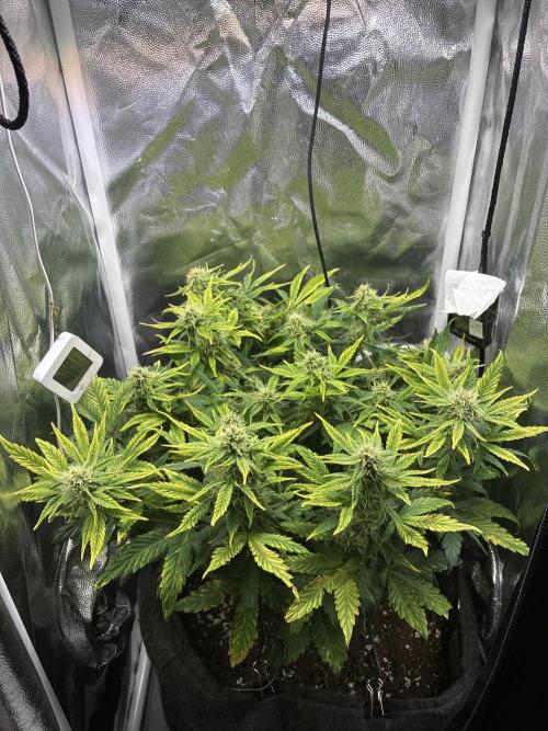 02 | CANNA-CHEESE 1:1 (54W). Week 7 - day 49