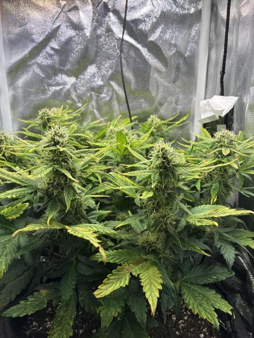 02 | CANNA-CHEESE 1:1 (54W). Week 7