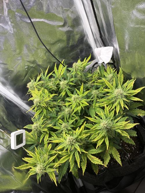 02 | CANNA-CHEESE 1:1 (54W). Week 7