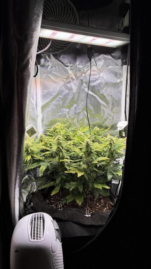 02 | CANNA-CHEESE 1:1 (54W). Week 7