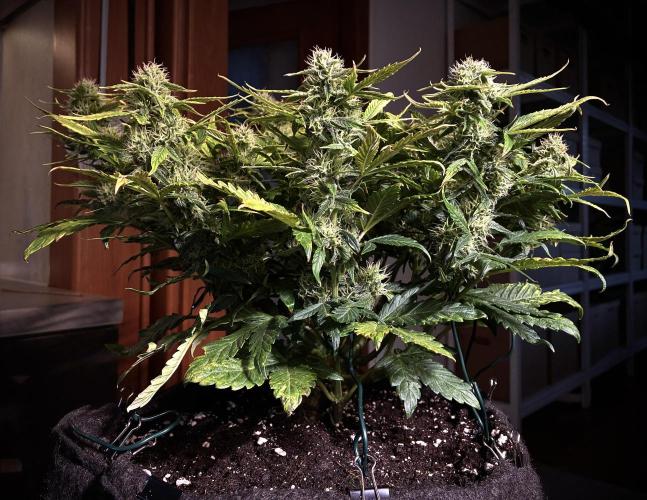 02 | CANNA-CHEESE 1:1 (54W). Week 7 - day 49