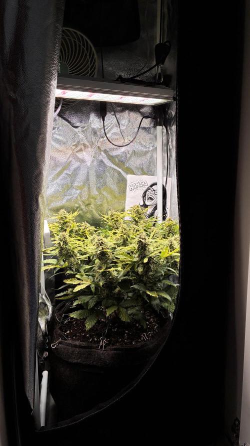 02 | CANNA-CHEESE 1:1 (54W). Week 8