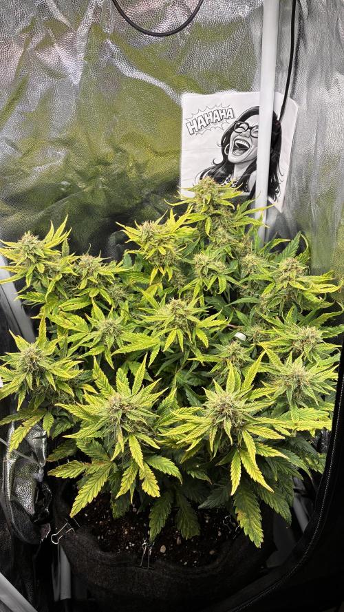 02 | CANNA-CHEESE 1:1 (54W). Week 8