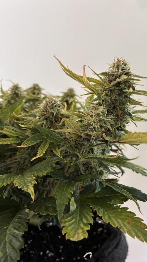 02 | CANNA-CHEESE 1:1 (54W). Week 8
