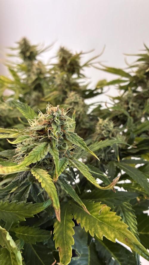 02 | CANNA-CHEESE 1:1 (54W). Week 8