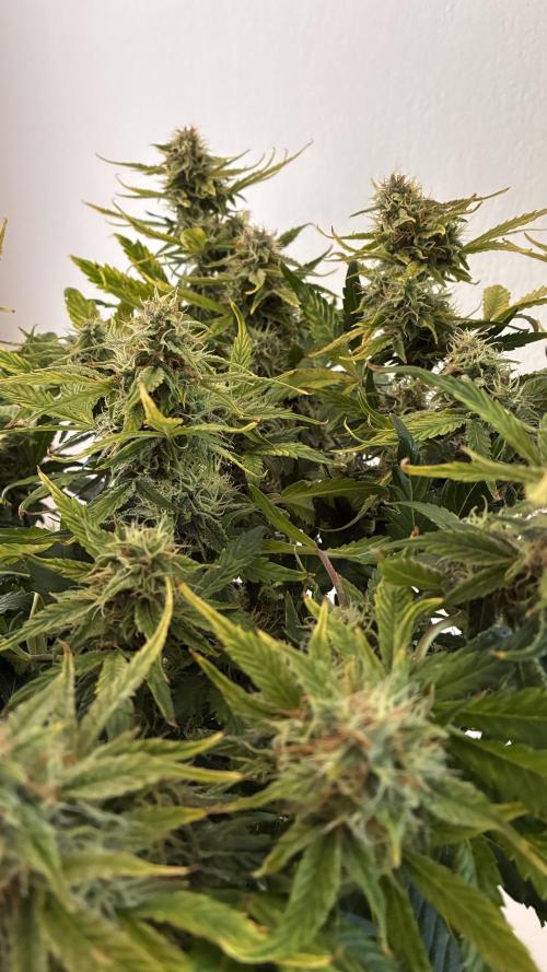 02 | CANNA-CHEESE 1:1 (54W). Week 8