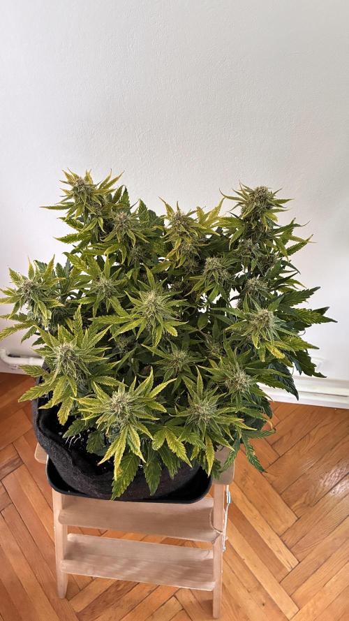 02 | CANNA-CHEESE 1:1 (54W). Week 8