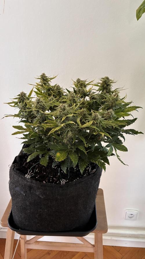 02 | CANNA-CHEESE 1:1 (54W). Week 8