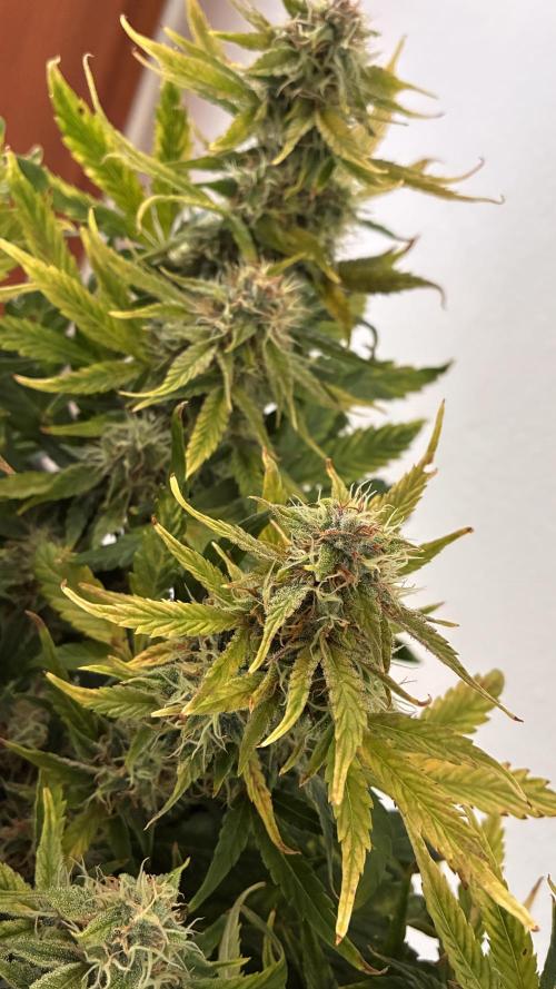 Canna-Cheese 1:1. Week 8