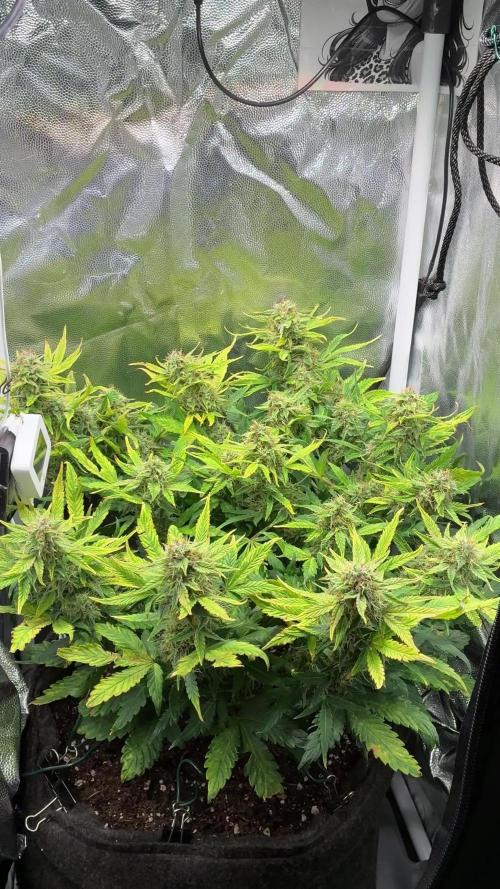 Canna-Cheese 1:1 microgrow