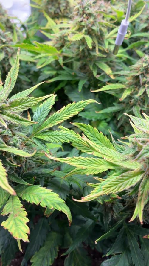 Canna-Cheese | 50W microgrow