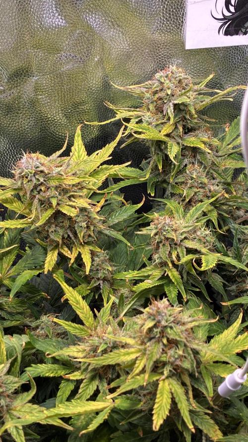 02 | CANNA-CHEESE 1:1 (54W). Week 9