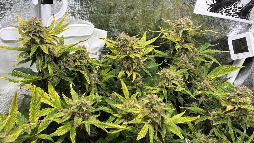 02 | CANNA-CHEESE 1:1 (54W). Week 9