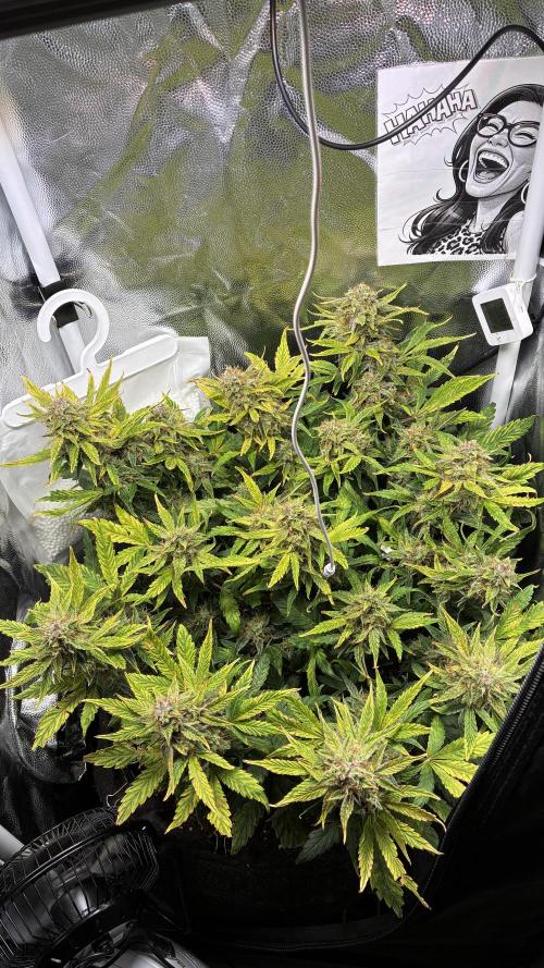 02 | CANNA-CHEESE 1:1 (54W). Week 9