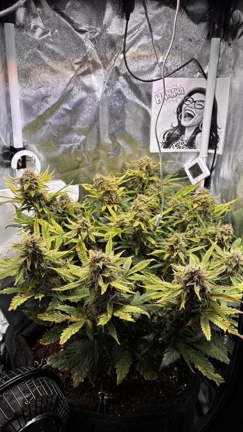 02 | CANNA-CHEESE 1:1 (54W). Week 9