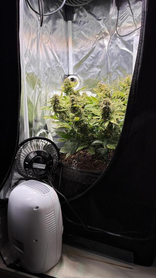 02 | CANNA-CHEESE 1:1 (54W). Week 9