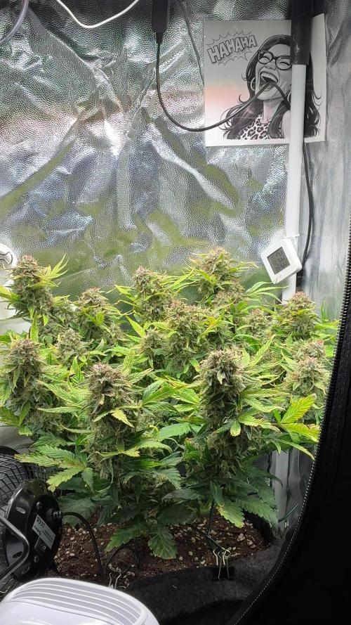 02 | CANNA-CHEESE 1:1 (54W)