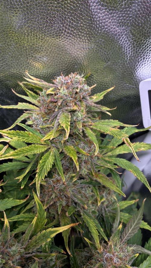 02 | CANNA-CHEESE 1:1 (54W). Week 10
