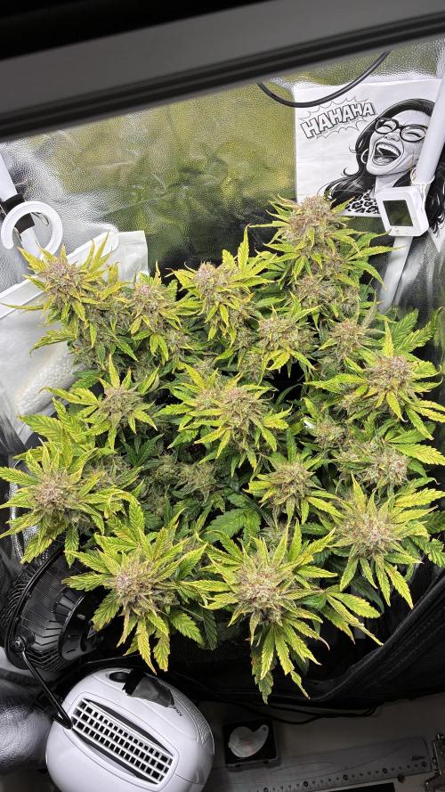 02 | CANNA-CHEESE 1:1 (54W). Week 10