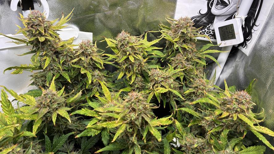 02 | CANNA-CHEESE 1:1 (54W). Week 10