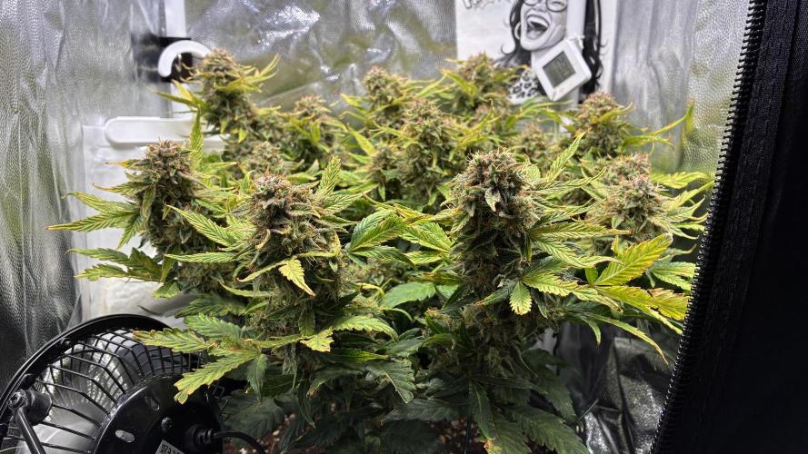 02 | CANNA-CHEESE 1:1 (54W). Week 10