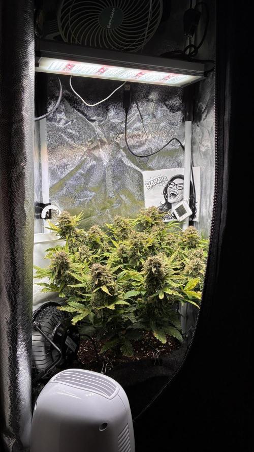 02 | CANNA-CHEESE 1:1 (54W). Week 10