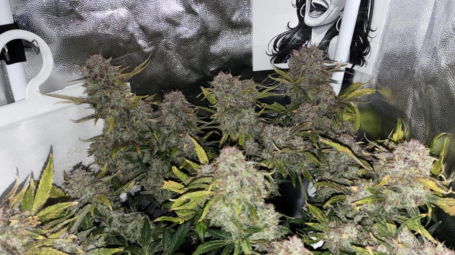02 | CANNA-CHEESE 1:1 (54W). Week 11 - Night D78