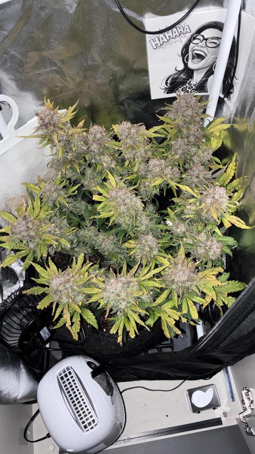 02 | CANNA-CHEESE 1:1 (54W). Week 11 - Night D78