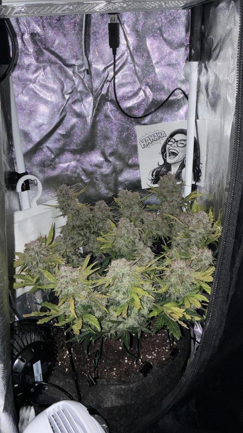 02 | CANNA-CHEESE 1:1 (54W). Week 11 - Night D78