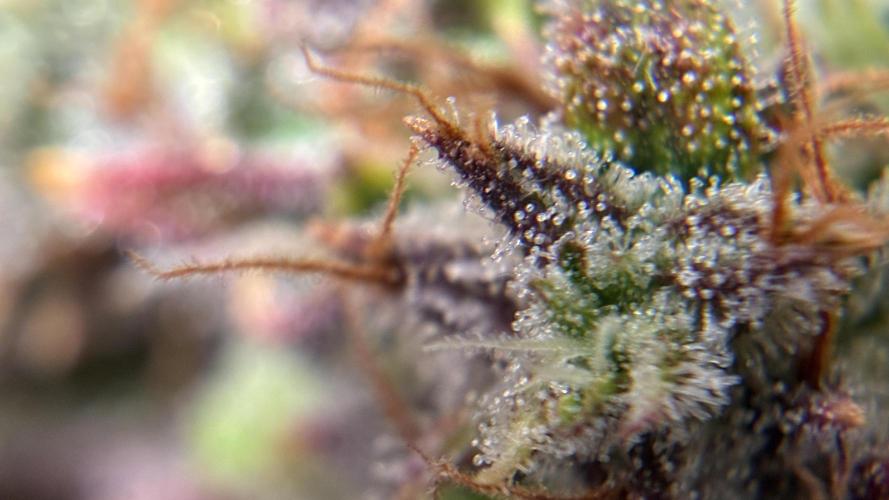 02 | CANNA-CHEESE 1:1 (54W). Week 11