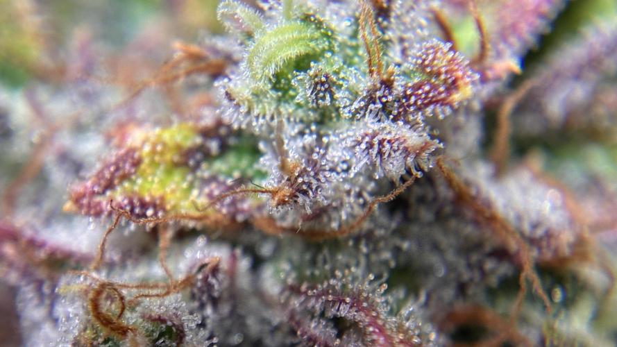 02 | CANNA-CHEESE 1:1 (54W). Week 11