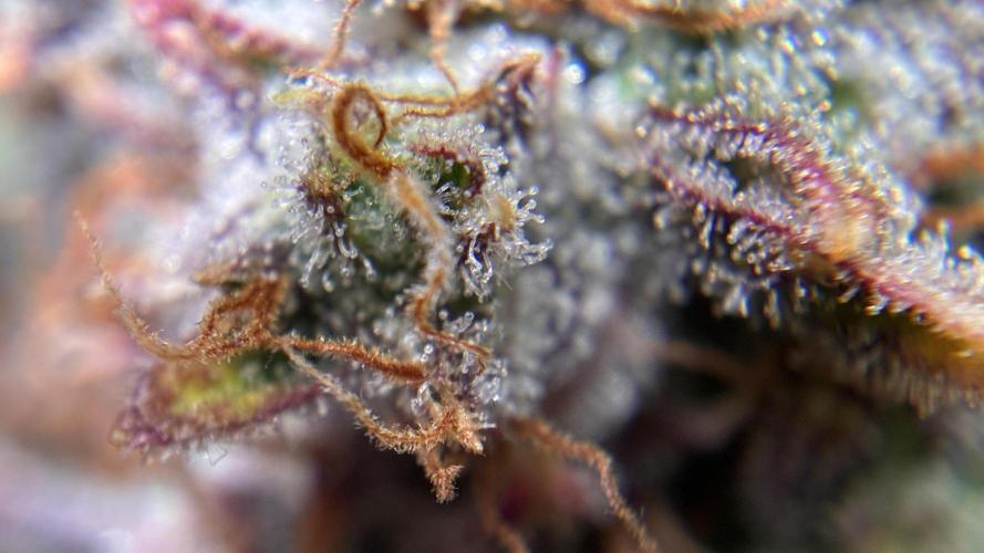 02 | CANNA-CHEESE 1:1 (54W). Week 11