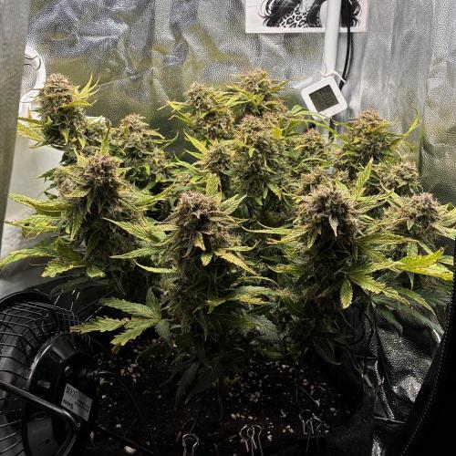 02 | CANNA-CHEESE 1:1 (54W). Week 11