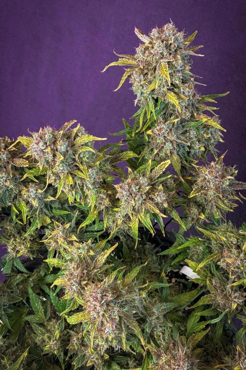 Canna-Cheese 1:1. Week 10