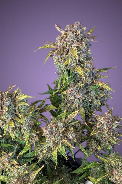Canna-Cheese 1:1. Week 11