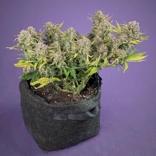 02 | CANNA-CHEESE 1:1 (54W). Week 12 - day 80